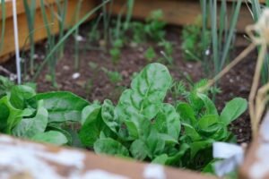 How to Grow Spinach
