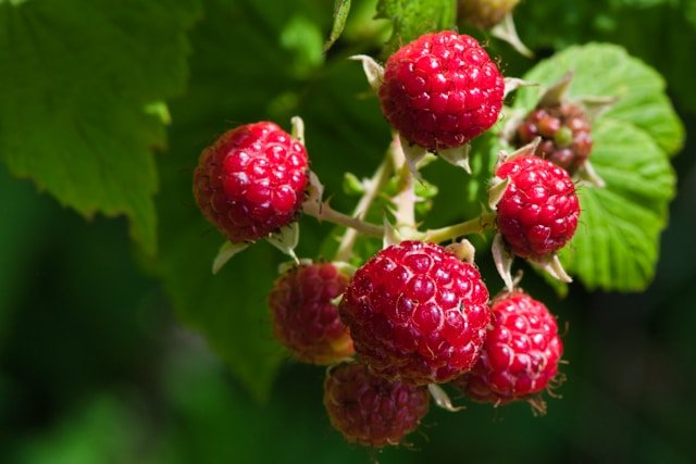 How to Grow Raspberries