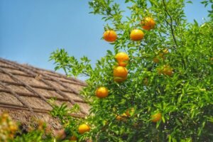 How to Grow Clementine Trees