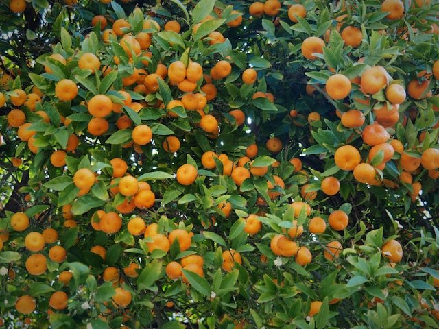 How to Grow Mandarin Trees